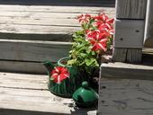 petunia-teapot-spring-steps-378613.jpg