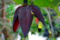 banana-flower-sunbird-402316.jpg