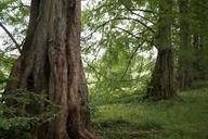 sequoia-trees-avenue-bark-old-784890.jpg