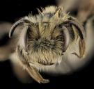 Andrena_cuneilabris,F,Face,_Humboldt_Co,CA_2013-12-12-15.22.29_ZS_PMax.jpg