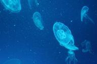 jellyfish-marine-life-568750.jpg