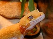 lezarg-gecko-yellow-reptile-eye-514439.jpg