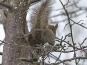 squirrel-animal-forest-branch-tree-300241.jpg