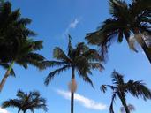 palm-trees-tropical-brazil-646571.jpg