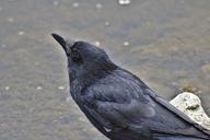 raven-head-bill-water-plumage-1369668.jpg