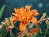 lily-orange-flower-fall-colors-499934.jpg