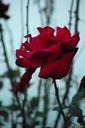 red-rose-bush-flower-floral-plant-659957.jpg