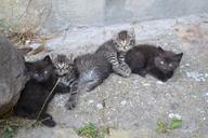 kittens-diapers-cute-homeless-952480.jpg