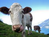 cow-farm-animals-beef-switzerland-542836.jpg