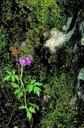 A purple phacelia flower by a water fall.jpg