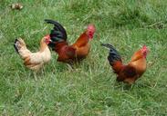 rooster-chickens-hens-flock-58884.jpg