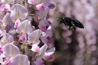 carpenter-bee-xylocopa-wisteria-112016.jpg