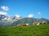 cows-prairie-summit-mountain-1036805.jpg