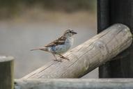 sparrow-ave-bird-little-bird-848262.jpg