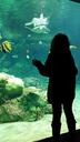 aquarium-girl-fish-looking-1115778.jpg