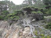 tree-monterey-coast-weird-exposed-410021.jpg