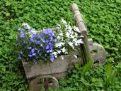 flower-blue-white-clover-green-209796.jpg