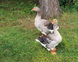 geese-pomeranian-geese-r%C3%BCgener-goose-417433.jpg