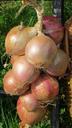 onion-vegetables-federal-government-466347.jpg