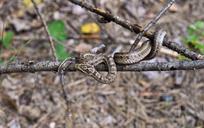 viper-poisonous-snakes-reptile-89216.jpg