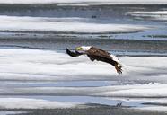 bald-eagle-taking-flight-flying-1448511.jpg