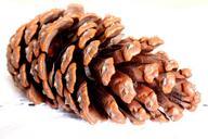 cone-pine-fruit-pinheiro-579108.jpg