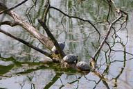 nature-pond-water-tree-turtles-744552.jpg