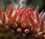 cactus-flower-bloom-nature-red-365195.jpg