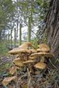 fungi-cap-forest-mushroom-nature-347050.jpg