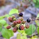 blackberries-berries-red-fruit-1562227.jpg