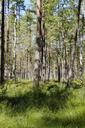 marsh-forest-landscape-trees-901645.jpg