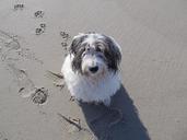 dog-waiting-footprints-loneliness-403699.jpg