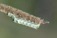 caterpillar-insects-nature-314500.jpg