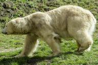 polar-bear-bear-female-animal-559499.jpg