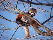 red-panda-zoo-cute-cute-animals-970798.jpg