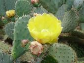 cactus-flower-thorns-macro-1449868.jpg