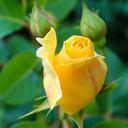 rose-yellow-rose-flower-yellow-527017.jpg