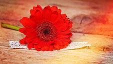 gerbera-flower-red-schnittblume-704327.jpg