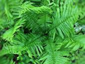 ferns-green-spring-natural-foliage-790831.jpg