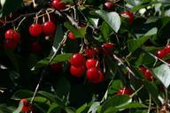 cherries-red-fruit-ripe-tree-food-408702.jpg