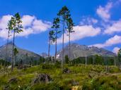 apocalypse-mountains-trees-950976.jpg