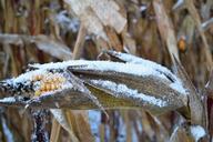 corn-on-the-cob-snow-corn-winter-68912.jpg