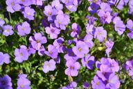 pillow-flowers-blue-garden-plant-804136.jpg