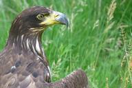 adler-raptor-bird-bird-of-prey-62701.jpg