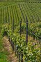 wine-vines-kaiserstuhl-leiselheim-406278.jpg