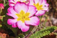 primrose-spring-flower-spring-736521.jpg