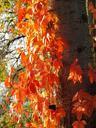 wine-partner-leaves-red-autumn-473281.jpg