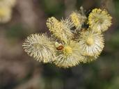 pasture-blossom-bloom-pussy-willow-1110294.jpg