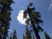 sequoia-park-national-forest-1011642.jpg