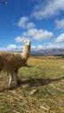 alpaca-peru-llama-wool-andes-1152727.jpg